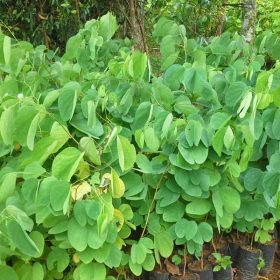 Một số những đặc điểm của cây móng bò