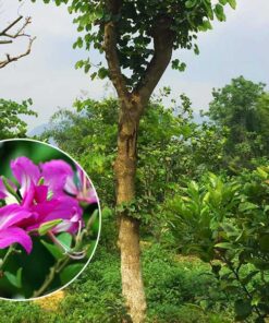 Cây móng bò Cách chăm sóc cây móng bò giống