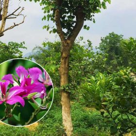 Cách chăm sóc cây móng bò giống