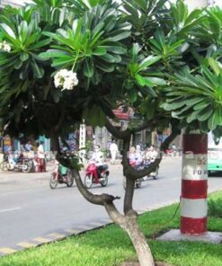 Cây sứ đại hoa trắng Những công dụng tuyệt vời của cây sứ đại hoa trắng