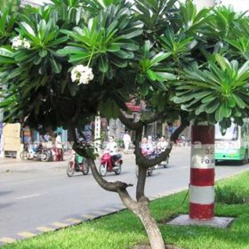 Những công dụng tuyệt vời của cây sứ đại hoa trắng