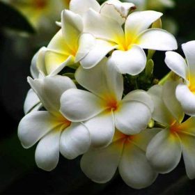 Tìm hiểu chung về cây sứ đại hoa trắng
