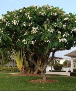 Cây sứ đại hoa trắng cay su dai hoa trang giong gia re