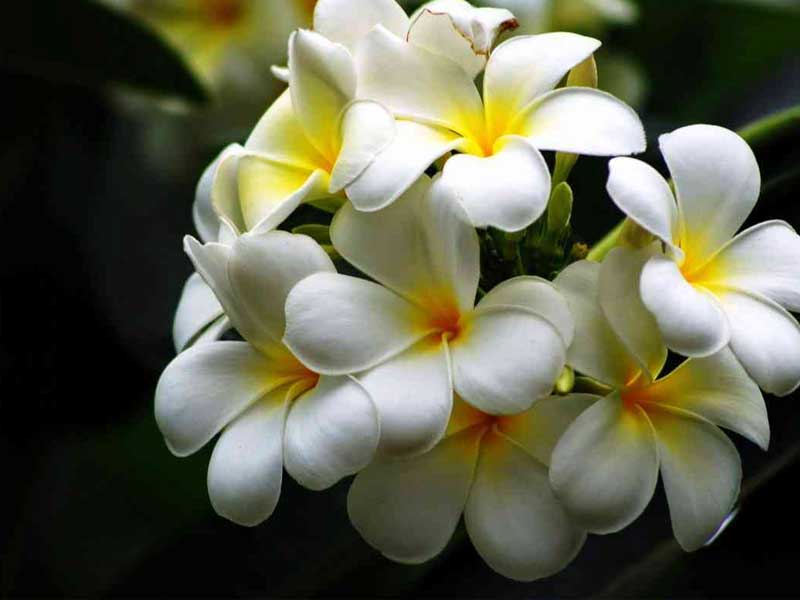 Tìm hiểu chung về cây sứ đại hoa trắng