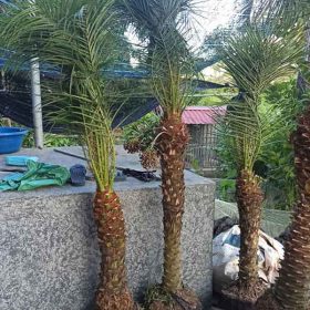 Những công dụng nổi bật của cây nga