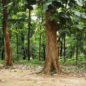 Kỹ thuật trồng và chăm sóc cây giá tỵ giống