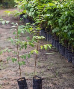 Cây lát hoa Kỹ thuật chăm sóc cây lát hoa giống