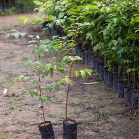 Kỹ thuật chăm sóc cây lát hoa giống