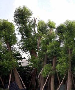 Cây long não Hướng dẫn kỹ thuật trồng và chăm sóc cây Long Não