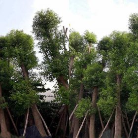 Hướng dẫn kỹ thuật trồng và chăm sóc cây Long Não