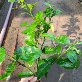 Tìm hiểu thông tin chung về cây chanh đào