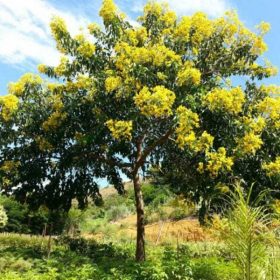 Công dụng nổi bật của cây giáng hương
