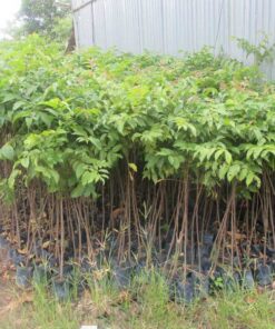 Cây lát hoa Công dụng nổi bật của cây lát hoa