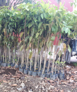 Cây dầu rái cung cap cay dau rai