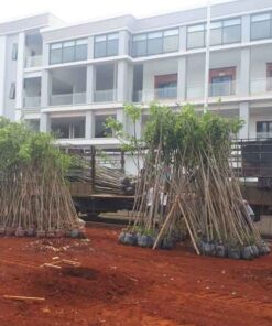 Cây giáng hương cung cap cay giang huong cong trinh