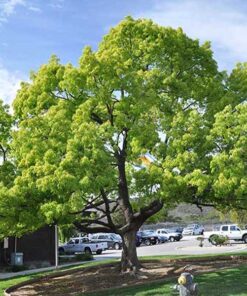 Cây long não Đặc điểm sinh trưởng