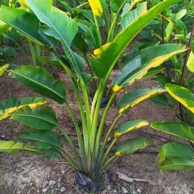 Kỹ thuật trồng và chăm sóc cây chuối rẻ quạt