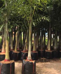 Cây cau đuôi chồn Kỹ thuật trồng – chăm sóc cây cau đuôi chồn hiệu quả