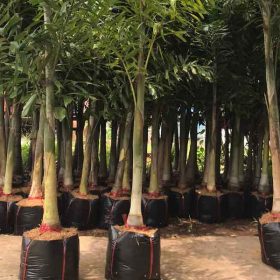 Kỹ thuật trồng – chăm sóc cây cau đuôi chồn hiệu quả