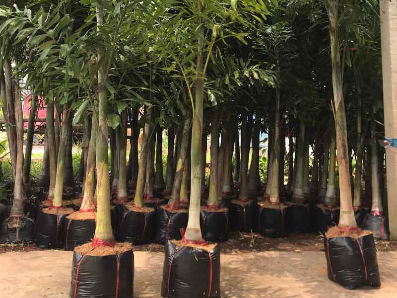 Kỹ thuật trồng – chăm sóc cây cau đuôi chồn hiệu quả