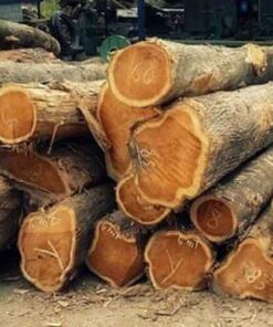 Cây giá tỵ Giá trị của cây gỗ giá tỵ (Gỗ Tếch)