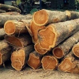 Giá trị của cây gỗ giá tỵ (Gỗ Tếch)