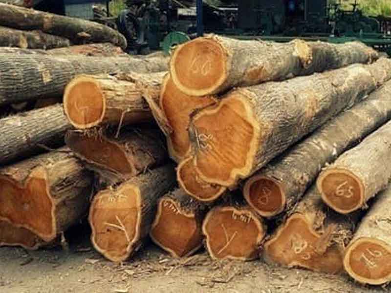Giá trị của cây gỗ giá tỵ (Gỗ Tếch)