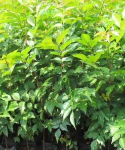 Cây lát hoa Hướng dẫn kỹ thuật trồng cây lát hoa giống