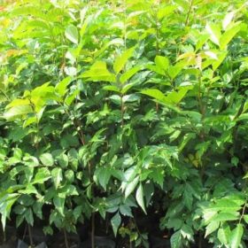 Hướng dẫn kỹ thuật trồng cây lát hoa giống