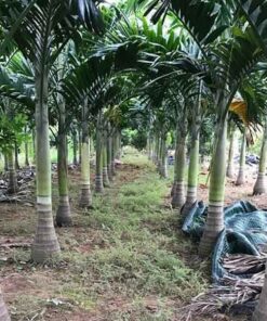Cây cau vua Cách phòng trị bệnh cho cây: một số sâu bệnh có thể làm hại cây cau vua giống