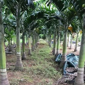 Cách phòng trị bệnh cho cây: một số sâu bệnh có thể làm hại cây cau vua giống