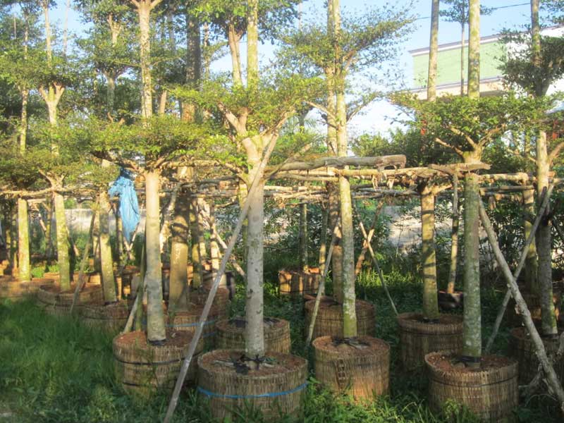 Ứng dụng nổi bật của cây Bàng Đài Loan