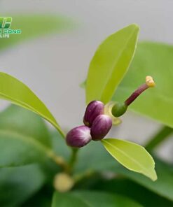 Chanh bông tím mua cay cay chanh bong tim giong o dau chat luong