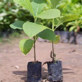 Mua cây giá tỵ giống ở đâu đảm bảo?