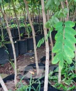Cây cẩm lai Công dụng nổi bật của cây cẩm lai