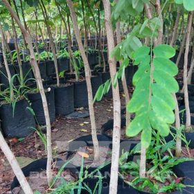 Công dụng nổi bật của cây cẩm lai