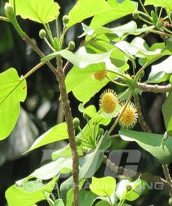 Cây gáo vàng Giá trị cây Gáo Vàng trong kinh tế