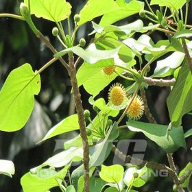 Giá trị cây Gáo Vàng trong kinh tế