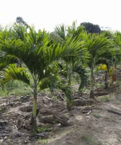 Cây cau bụng nhan giong cay cau bung