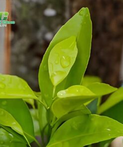 Chanh bông tím nhung cong dung noi bat cua cay chanh bong tim