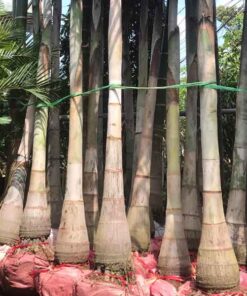 Cây cau đuôi chồn Cách chăm sóc cây cau đuôi chồn giống