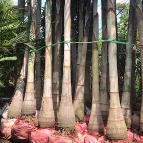 Cách chăm sóc cây cau đuôi chồn giống