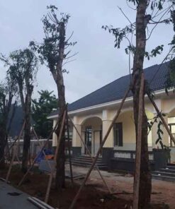 Cây cẩm lai thi cong trong cay cong trinh cam lai