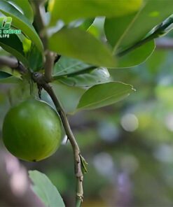 Cây chanh đào tim dia chi mua cay giong chanh dao chat luong o hcm