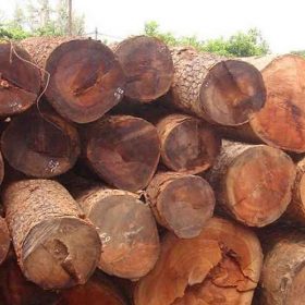Ứng dụng cơ bản của cây gõ đỏ