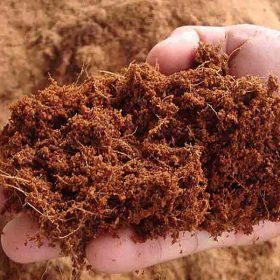 Bán mụn xơ dừa đã qua xử lý