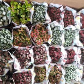 Cây cẩm nhung trồng trong cảnh quan