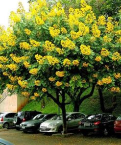 Cây giáng hương Công trình trồng cây giáng hương có hoa vàng