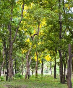 Cây giáng hương Cây giáng hương top loại cây gỗ quý