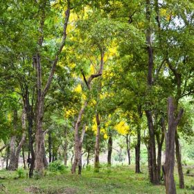Cây giáng hương top loại cây gỗ quý